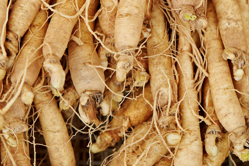 SIBERIAN GINSENG